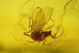 Two Fossil Flies (Diptera) In Baltic Amber - #200180-2